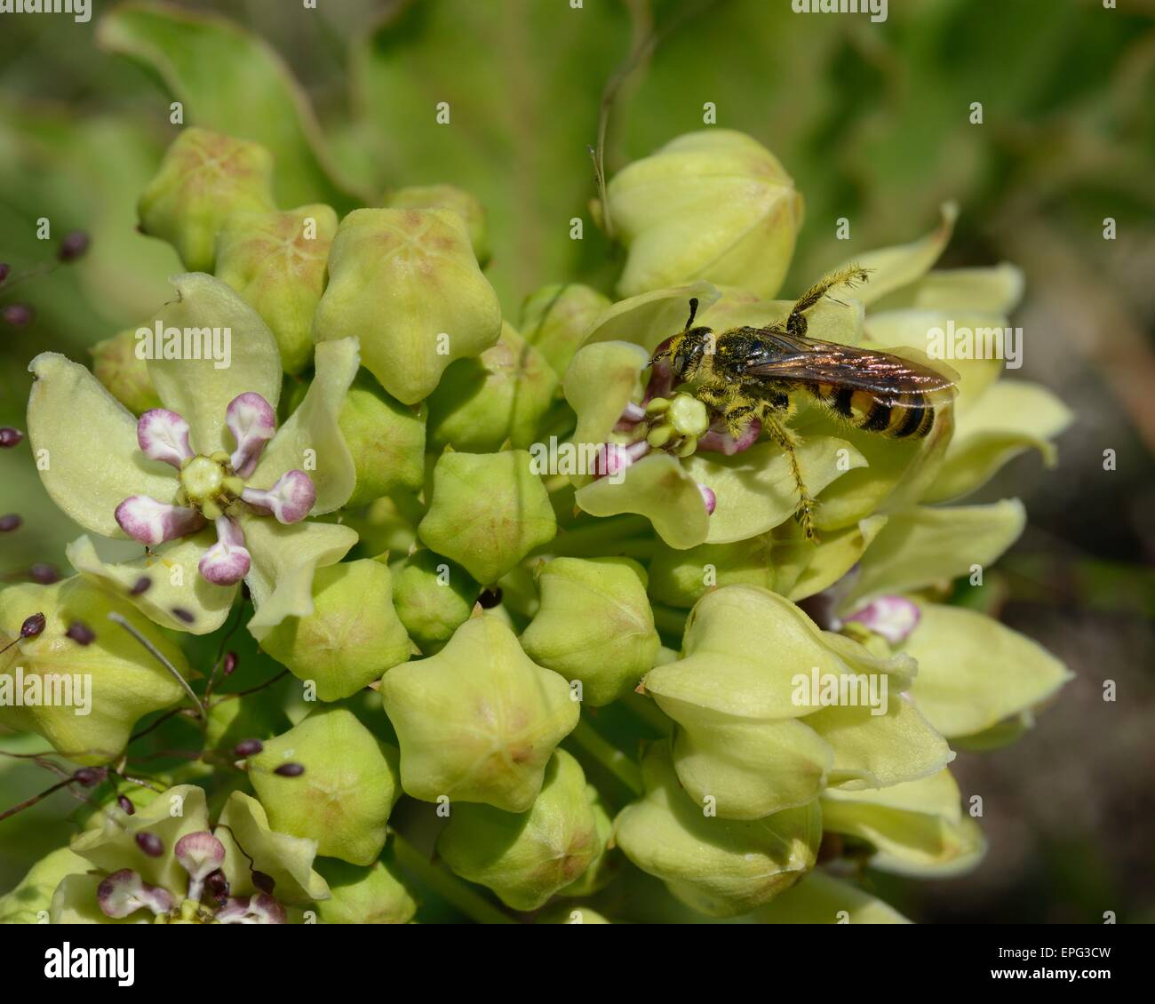 Yellow and Black striped wasp on Green milkweed Stock Photo Alamy