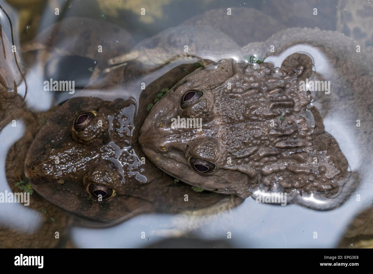 Frog Farm, Toads, Thai delicacy, Krabi, Thailand, Southeast Asia Stock