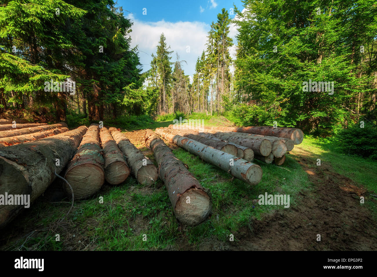 pine log in coniferous forest Stock Photo