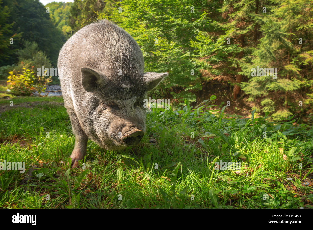 big pig in forest closeup Stock Photo Alamy