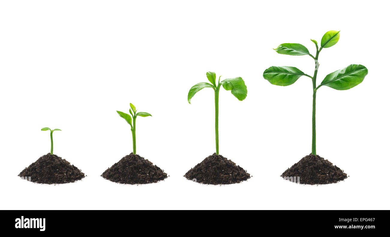 four small tree isolated on white Stock Photo Alamy