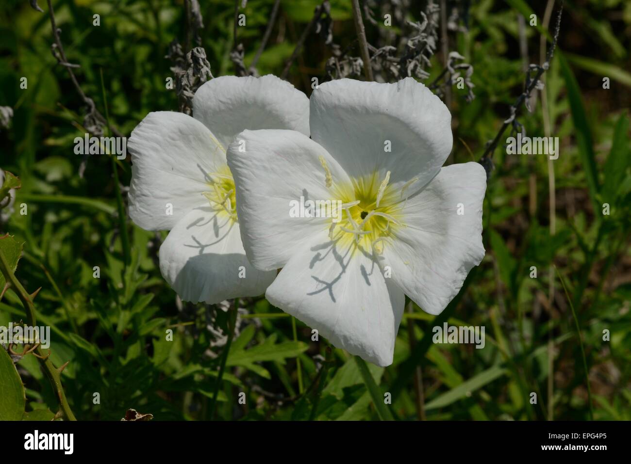 White Evening Primrose Stock Photo - Alamy