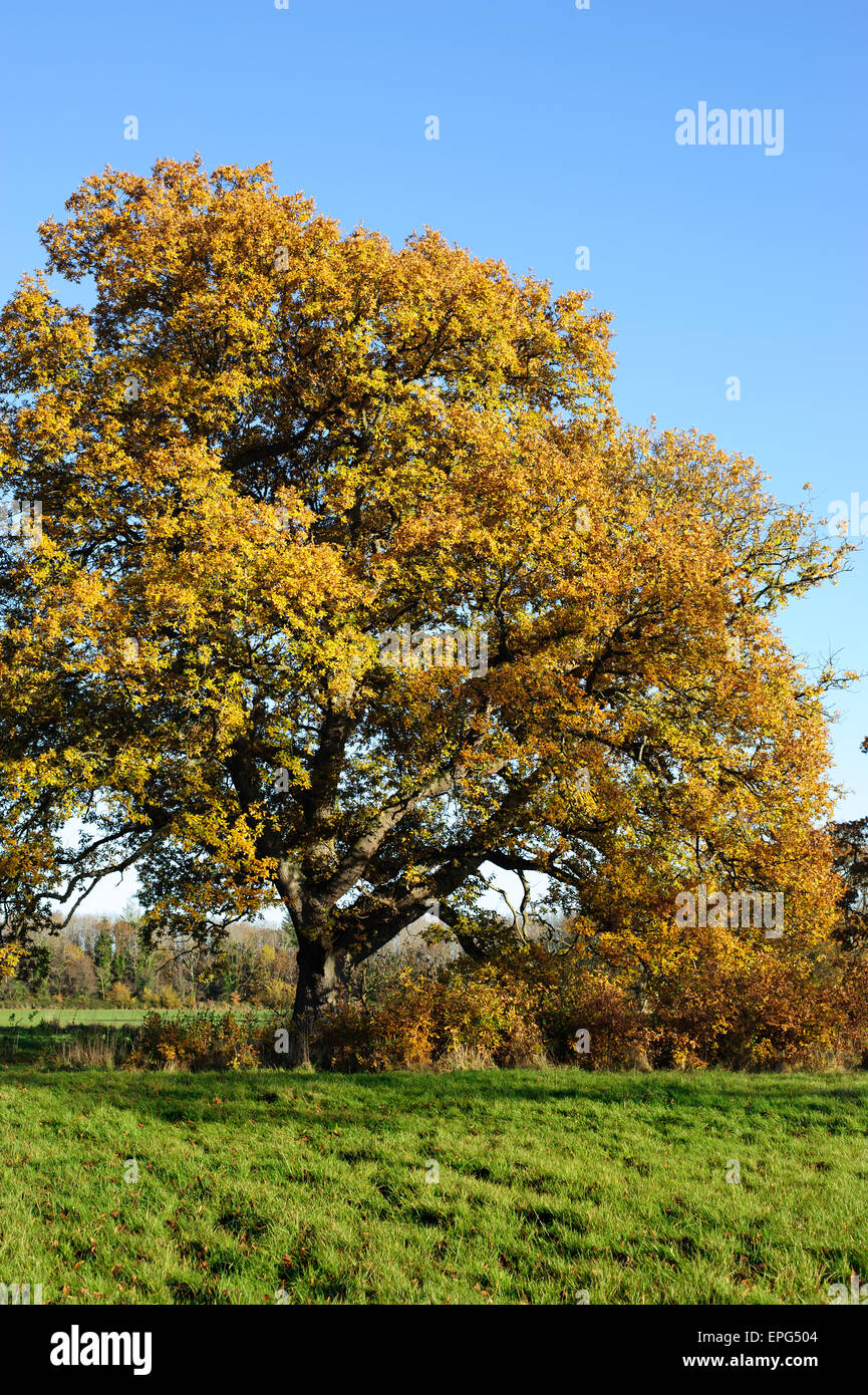 Big autumn oak with yellow leaves on a blue sky background Stock Photo ...