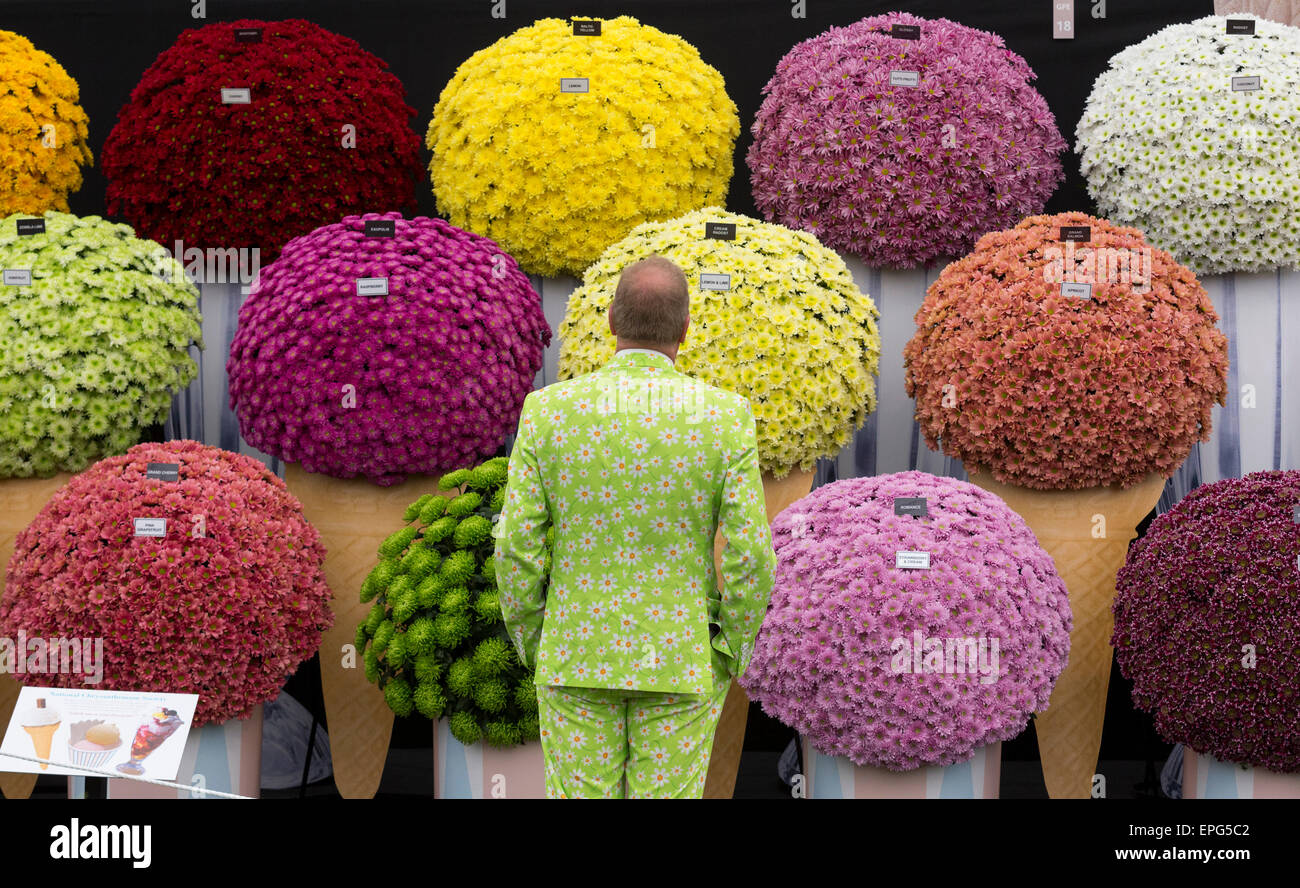 London, UK. 18 May 2015. A man in a colourful suit stands in front of a Chrysanthemum display. Press Day at the RHS Chelsea Flower Show. Credit:  Nick Savage/Alamy Live News Stock Photo