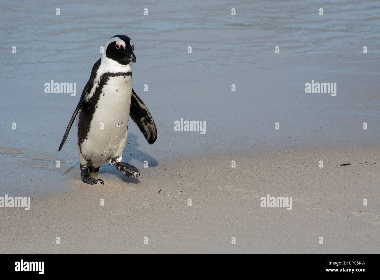 South Africa, Cape Town, Simon's Town, Table Mountain National Park, Boulders Beach. Colony of endangered African Penguins (Wild Stock Photo