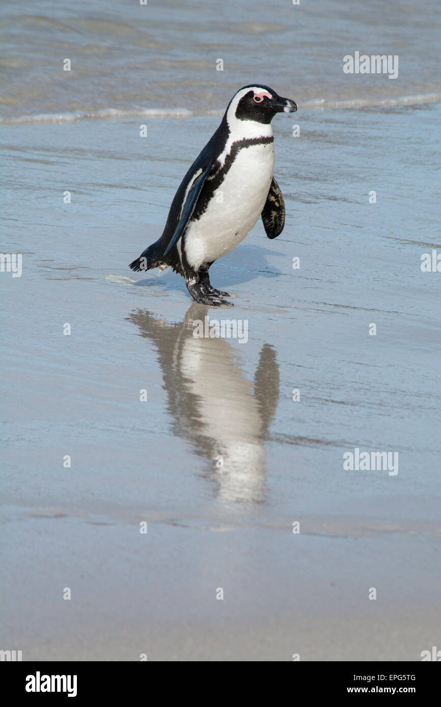 South Africa, Cape Town, Simon's Town, Table Mountain National Park, Boulders Beach. Colony of endangered African Penguins (Wild Stock Photo