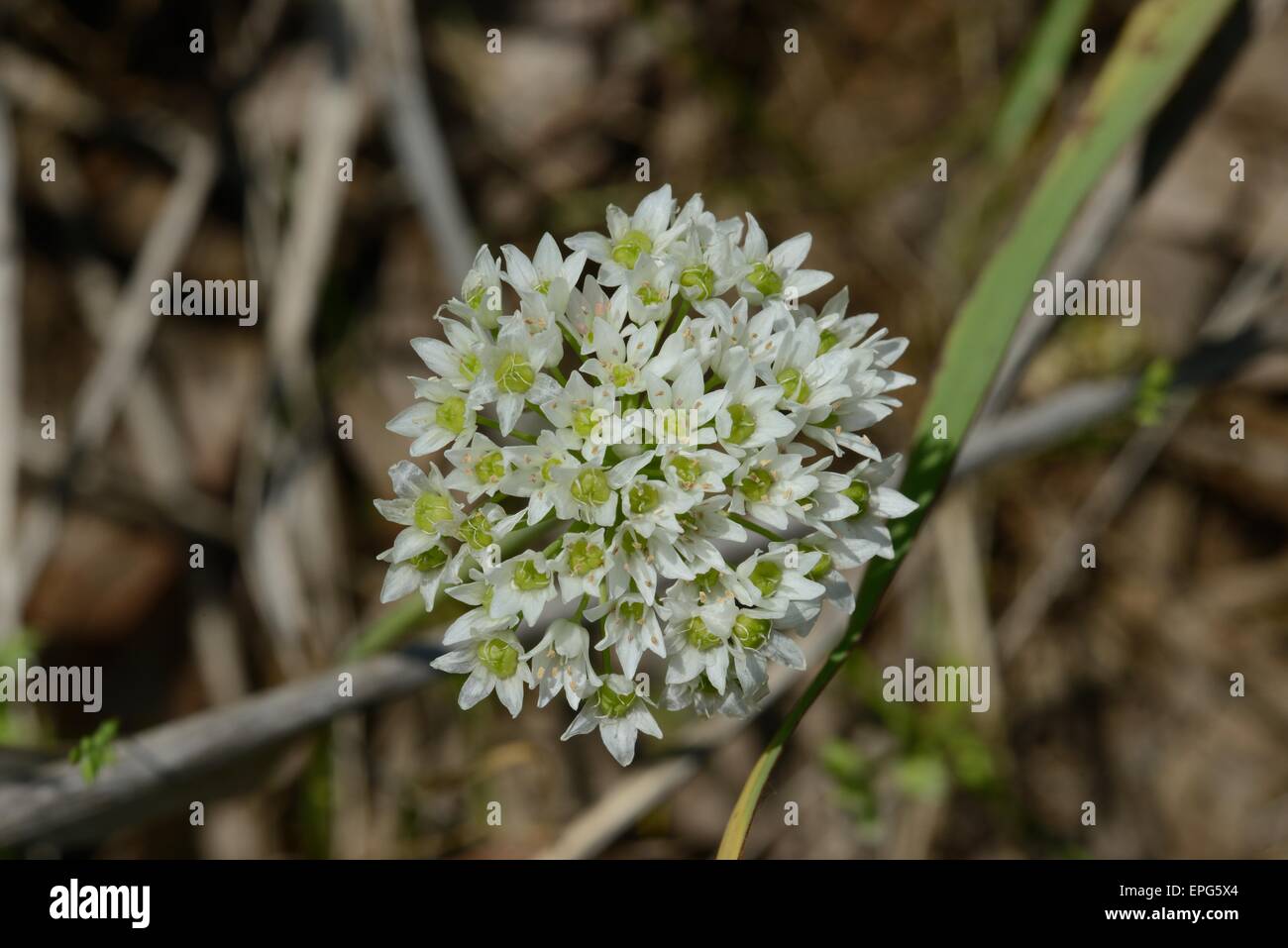 Texas wild onion flower Stock Photo Alamy