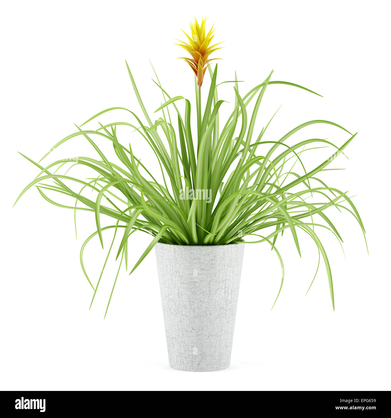 guzmania plant in pot isolated on white background Stock Photo