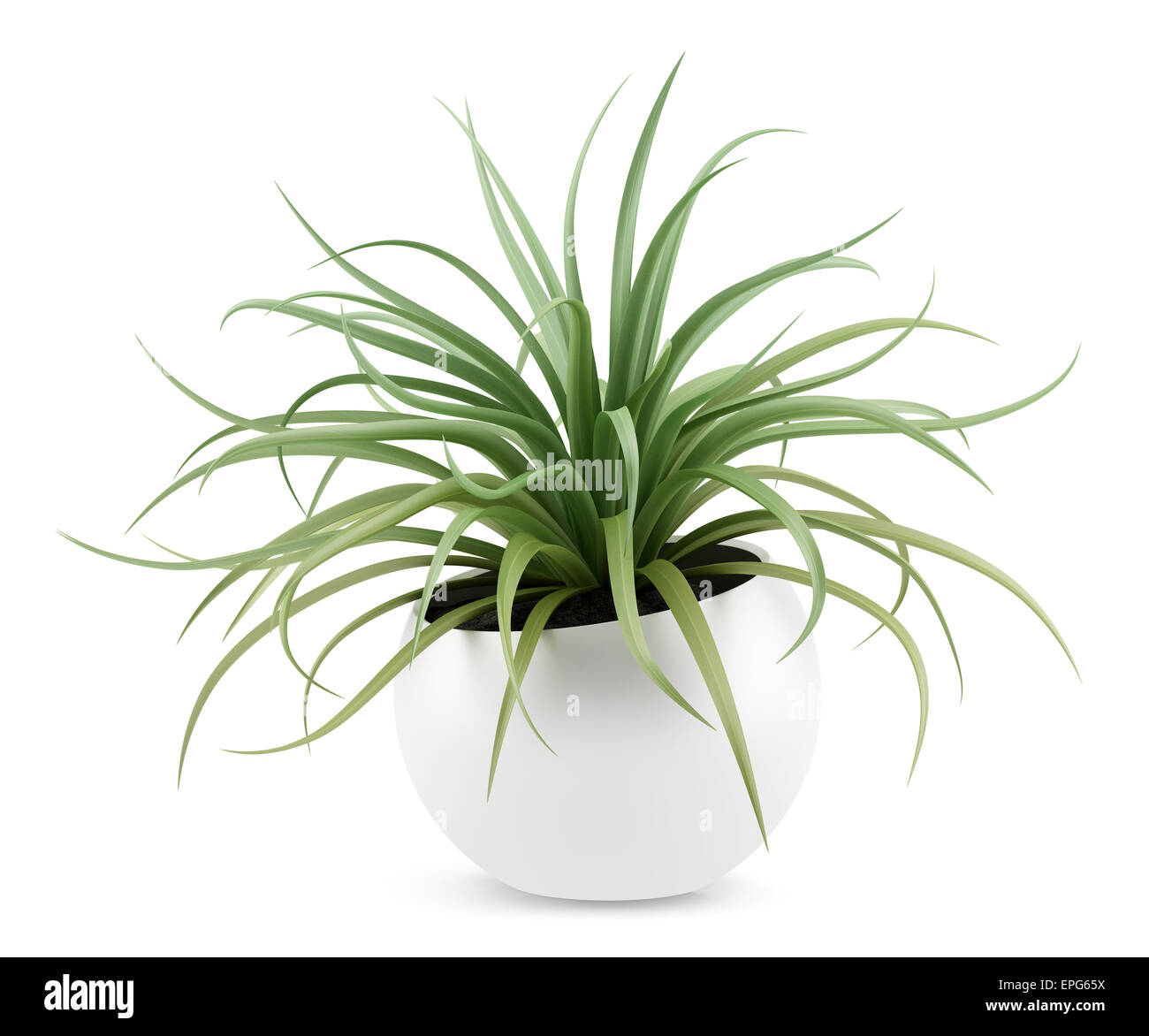 houseplant in pot isolated on white background Stock Photo - Alamy