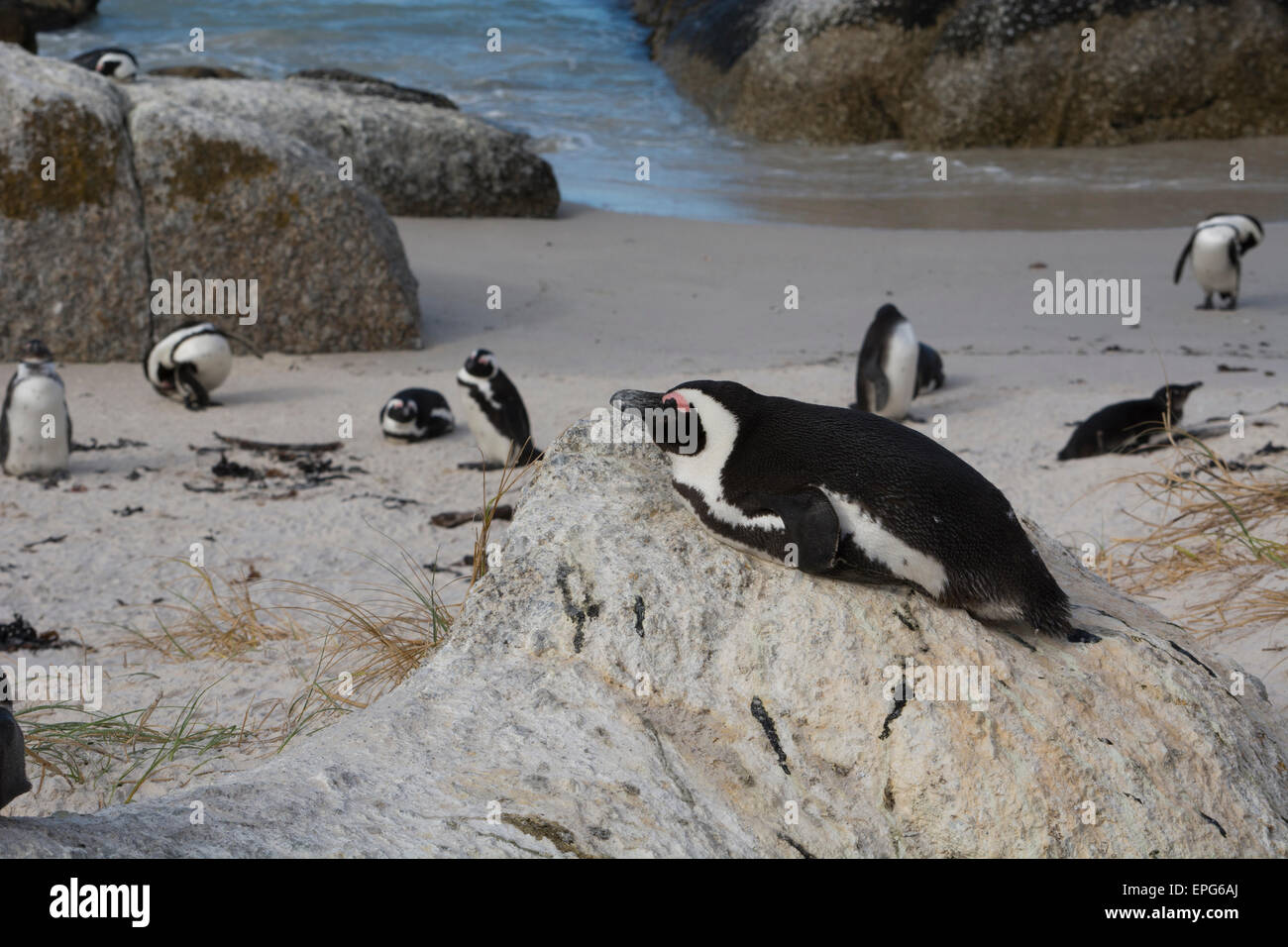 South Africa, Cape Town, Simon's Town, Table Mountain National Park, Boulders Beach. Colony of endangered African Penguins (Wild Stock Photo