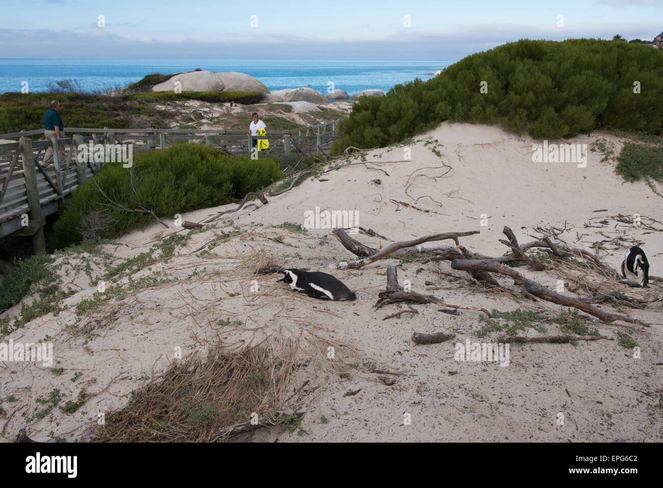 South Africa, Cape Town, Simon's Town, Table Mountain National Park, Boulders Beach. Colony of endangered African Penguins (Wild Stock Photo