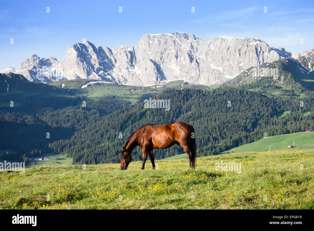 A horse on a meadow in the mountains hi-res stock photography and ...