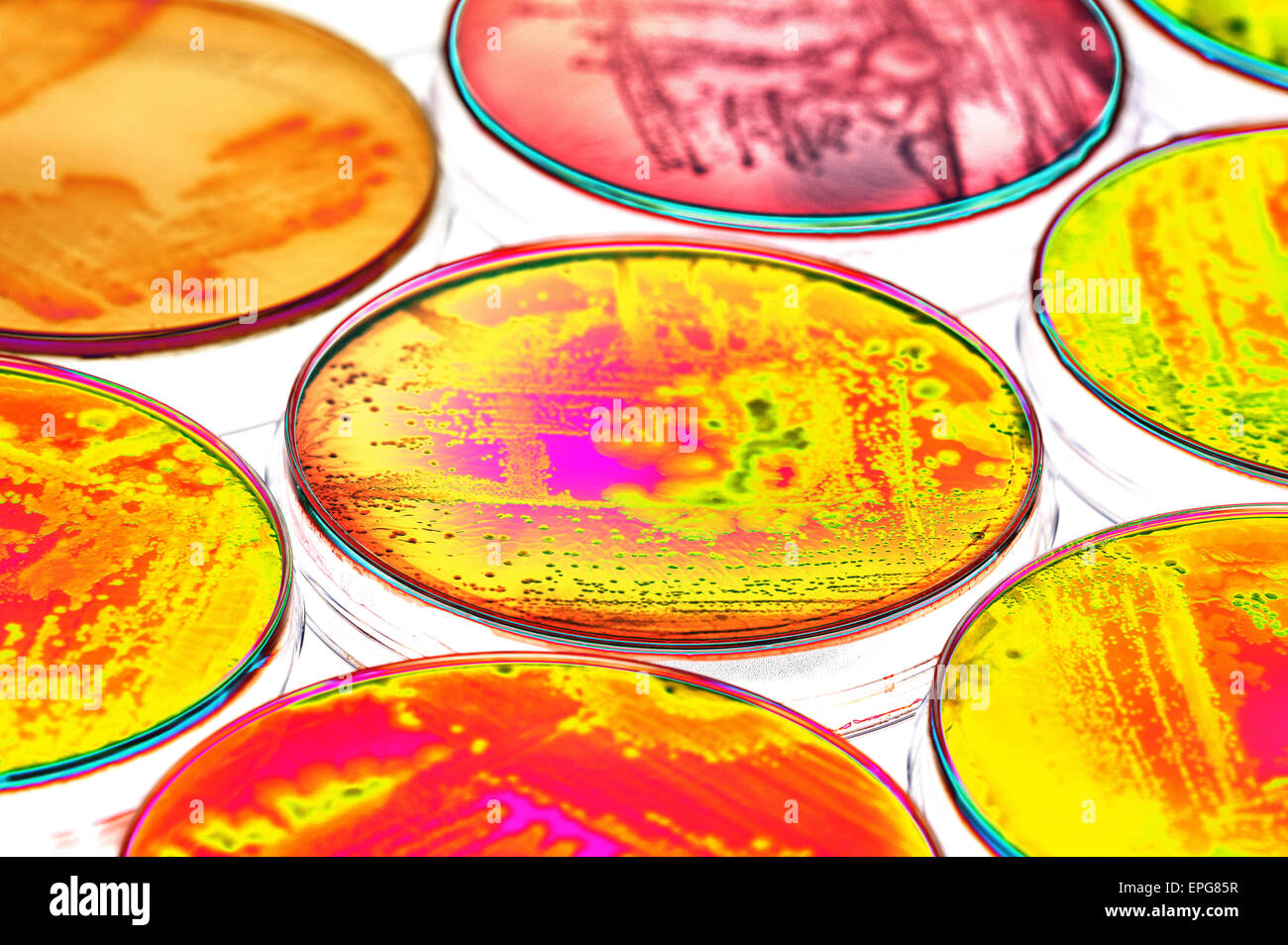 MacConkey agar a selective clinical microbiology lab culture medium to isolate Gram-negative and enteric bacilli bacteria Stock Photo