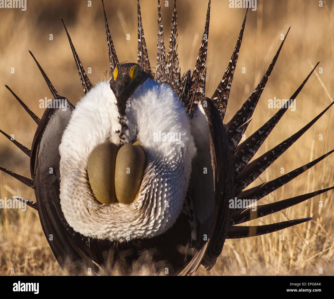 Struts Bird A greater Bi-State sage grouse male struts to attract a mate at a lek ...