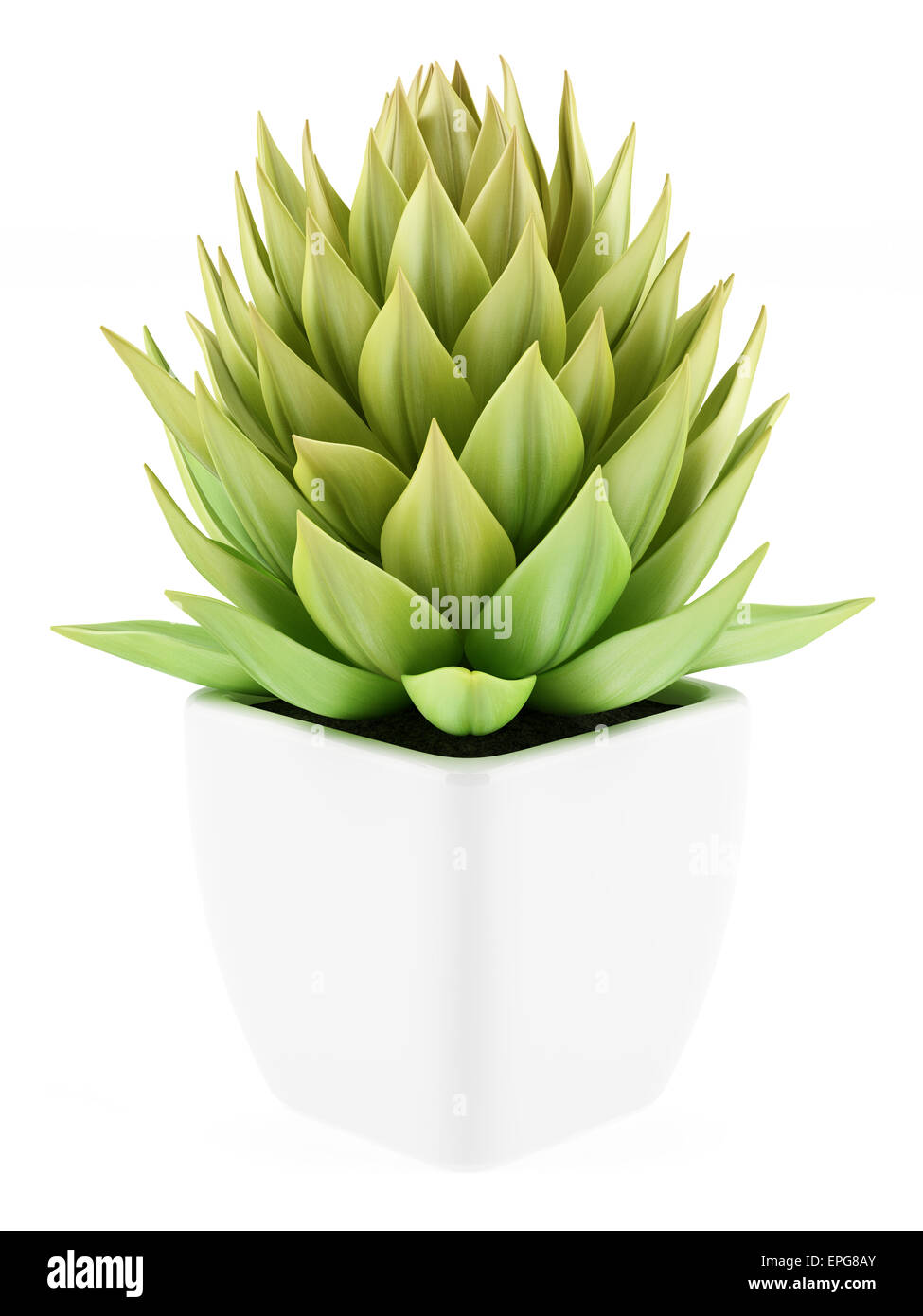 houseplant in pot isolated on white background Stock Photo - Alamy