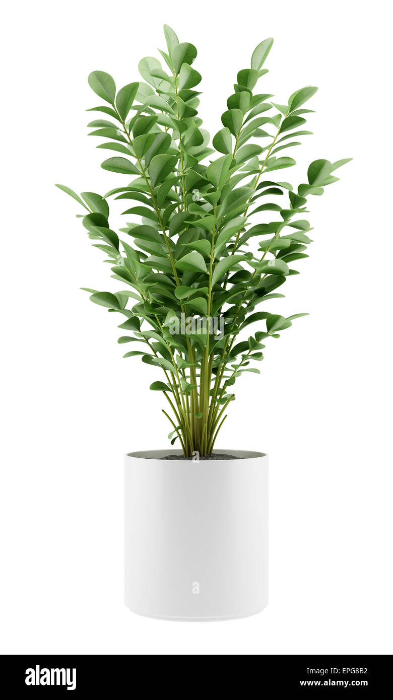 houseplant in pot isolated on white background Stock Photo - Alamy