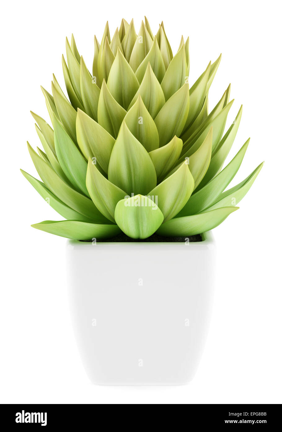 houseplant in pot isolated on white background Stock Photo - Alamy