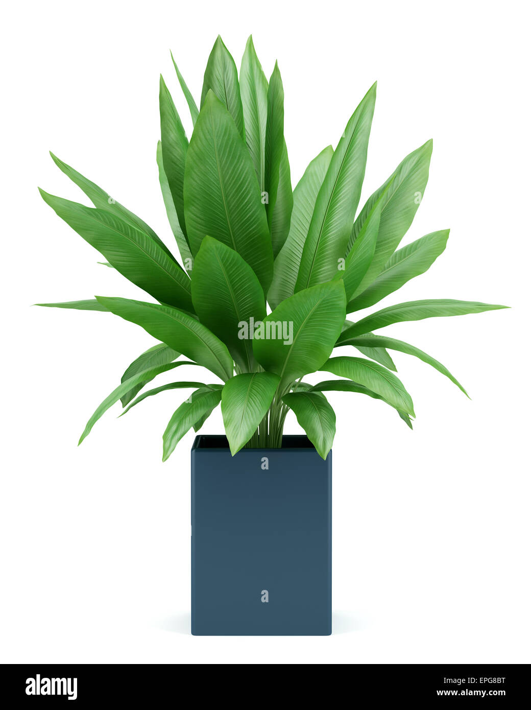 houseplant in pot isolated on white background Stock Photo - Alamy