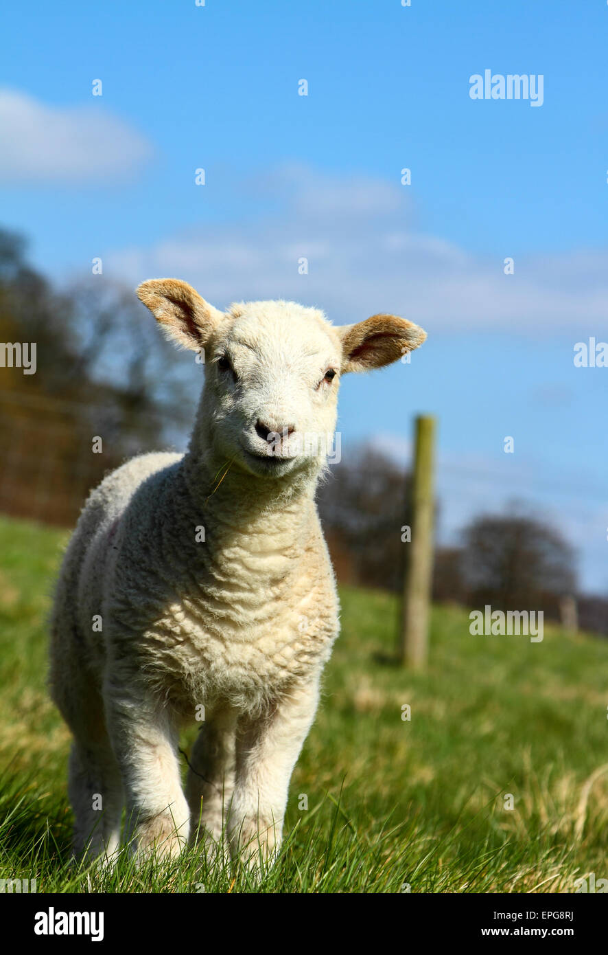 Young Spring Lamb Stock Photo - Alamy