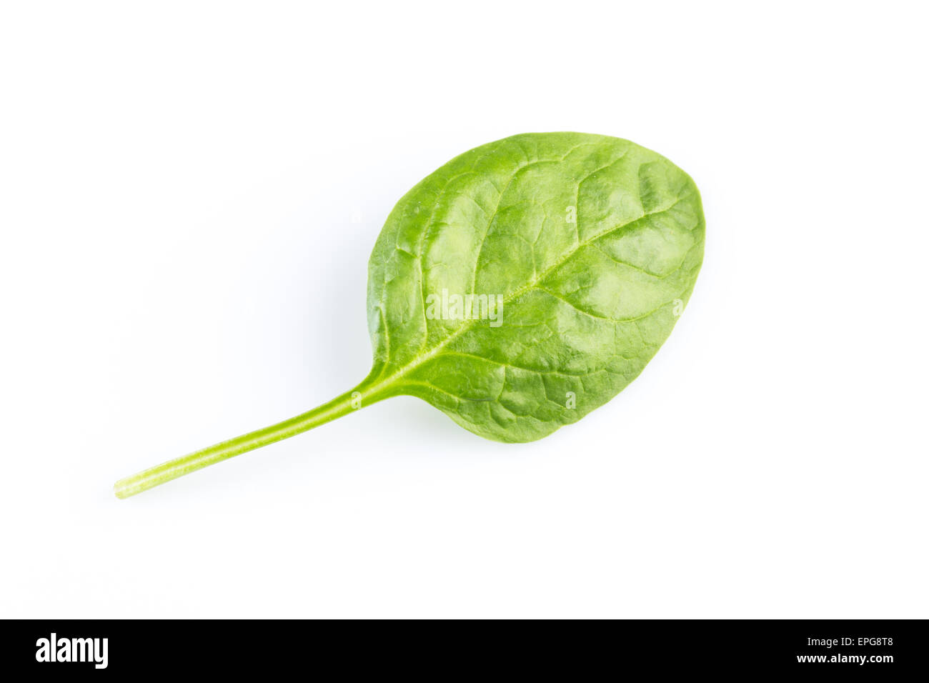 Green spinach leafs on a white background Stock Photo - Alamy