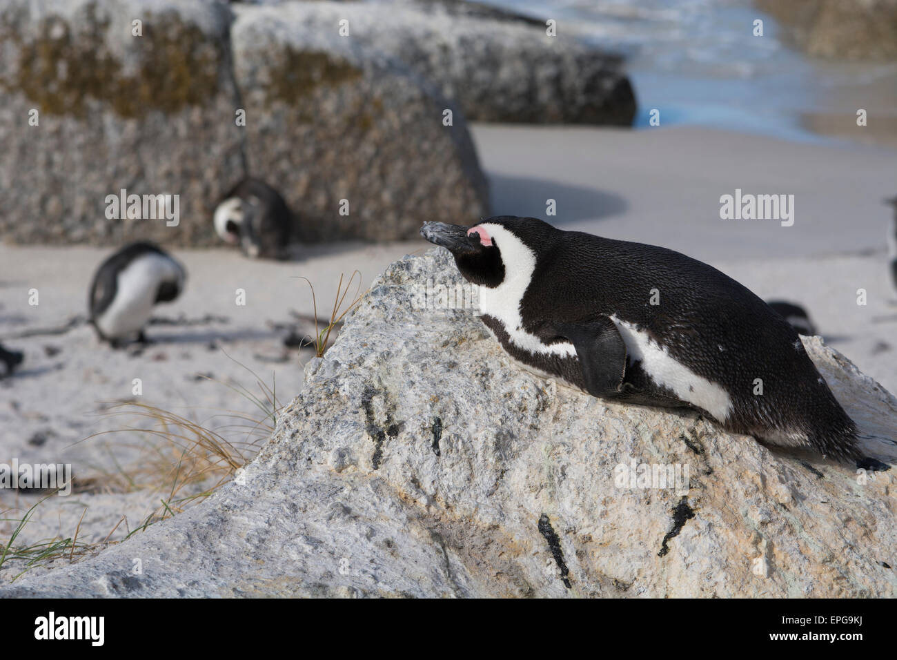 South Africa, Cape Town, Simon's Town, Table Mountain National Park, Boulders Beach. Colony of endangered African Penguins. Stock Photo