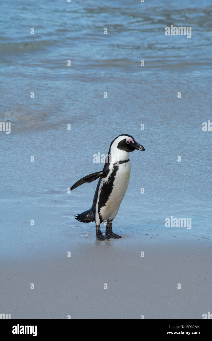 South Africa, Cape Town, Simon's Town, Table Mountain National Park, Boulders Beach. Colony of endangered African Penguins. Stock Photo