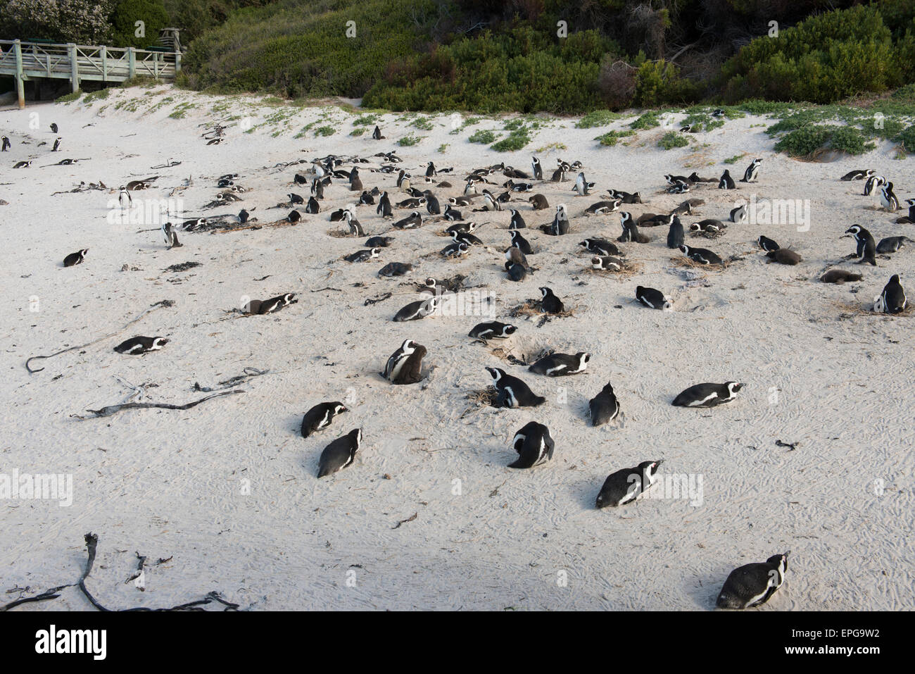 South Africa, Cape Town, Simon's Town, Table Mountain National Park, Boulders Beach. Colony of endangered African Penguins (Wild Stock Photo