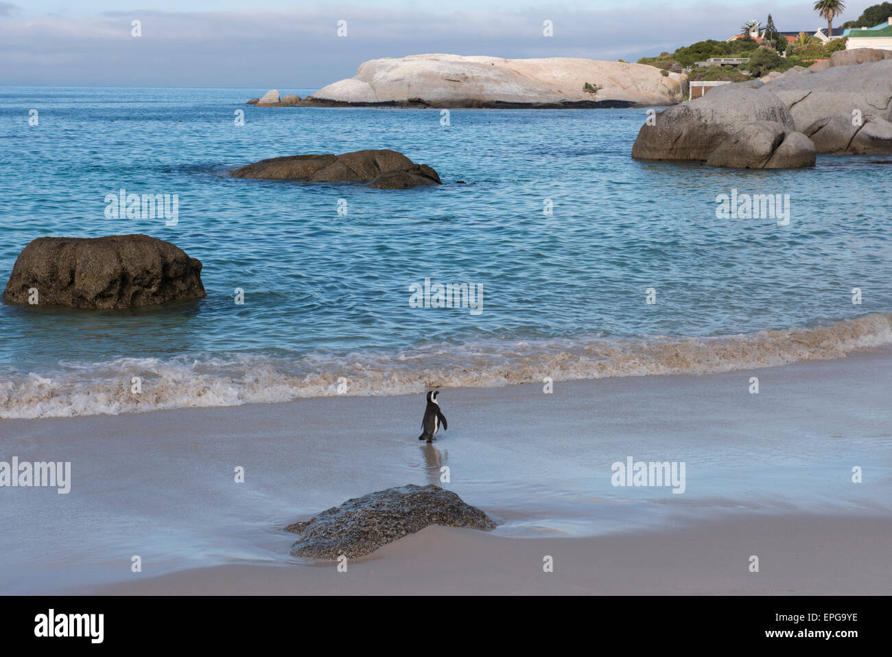 South Africa, Cape Town, Simon's Town, Table Mountain National Park, Boulders Beach. Colony of endangered African Penguins. Stock Photo
