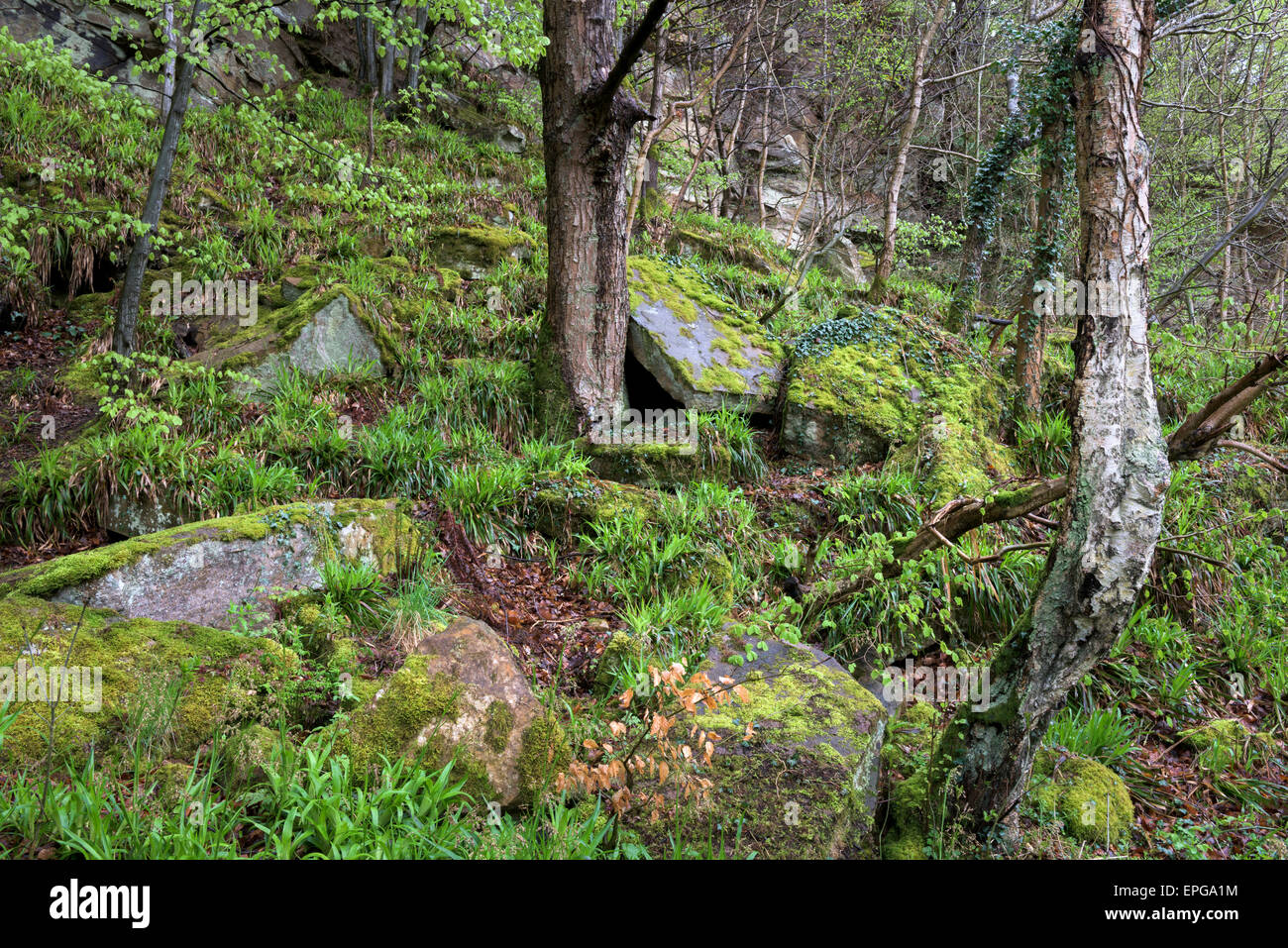 Woodland Stock Photo