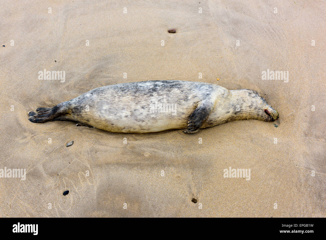 Dead Grey Seal (Halichoerus grypus) washed up on a Northumberland beach Stock Photo
