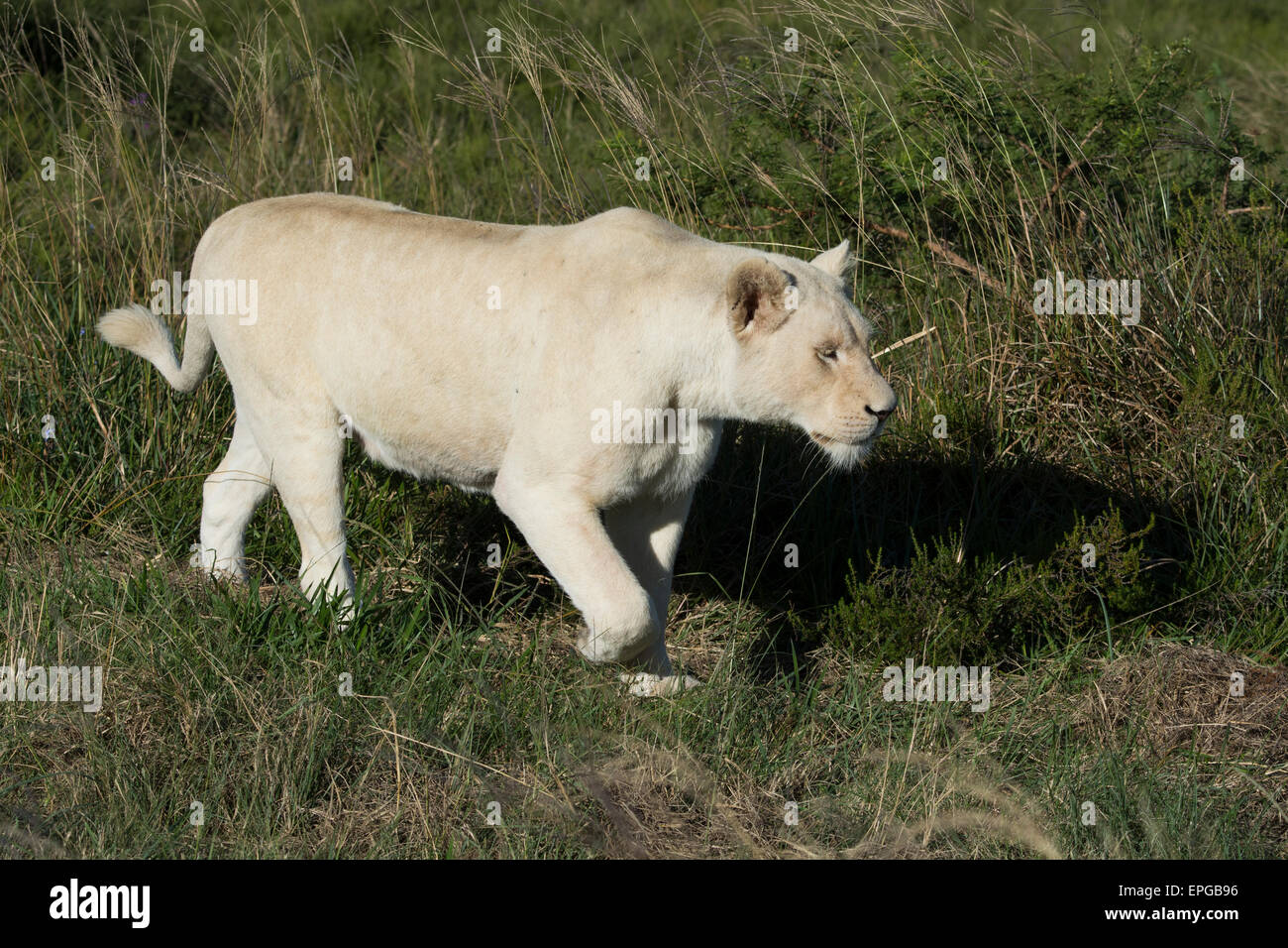 South Africa, Eastern Cape, East London. Inkwenkwezi Game Reserve. White lioness  (WILD: Panthera leo) Stock Photo