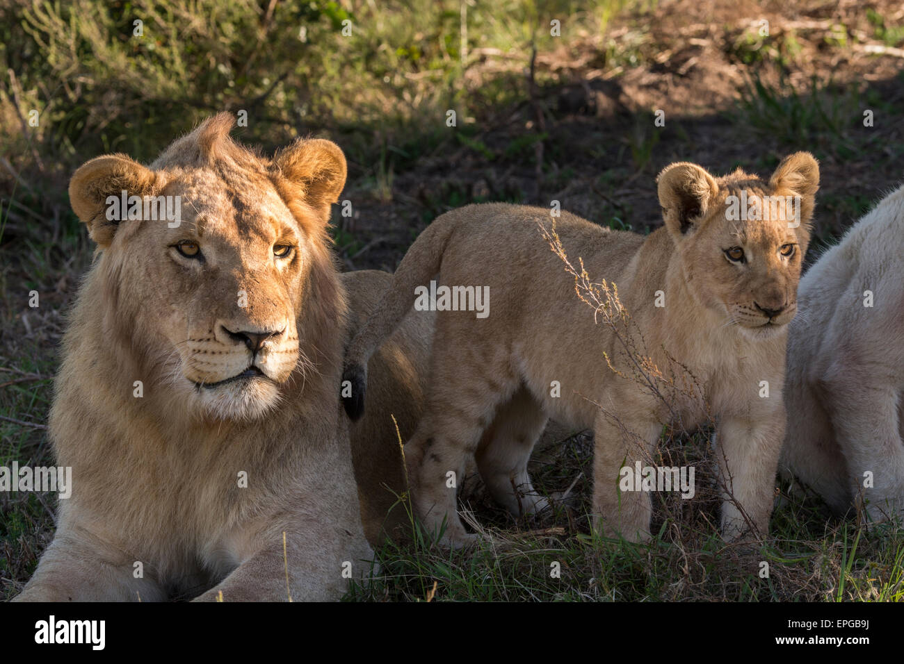 South Africa, Eastern Cape, East London. Inkwenkwezi Game Reserve. Young male lion and cub (WILD: Panthera leo) Stock Photo