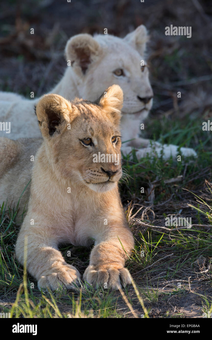 South Africa, Eastern Cape, East London. Inkwenkwezi Game Reserve. Lion cubs (WILD: Panthera leo), one young white male. Stock Photo