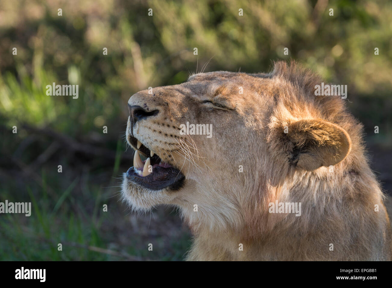 South Africa, Eastern Cape, East London. Inkwenkwezi Game Reserve. Young male lion (WILD: Panthera leo) Stock Photo