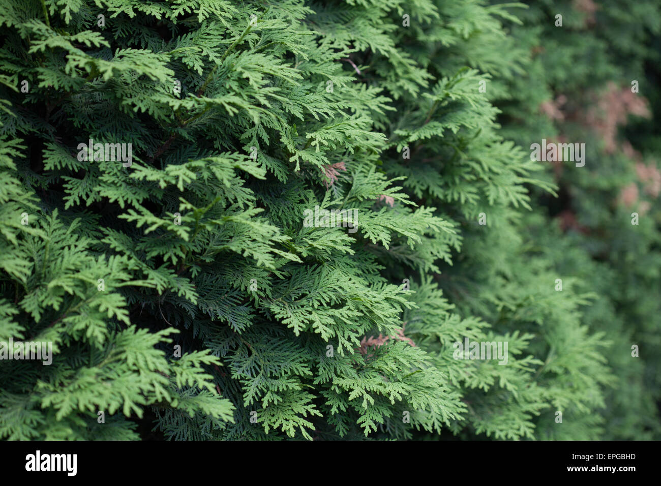 Evergreens Stock Photo