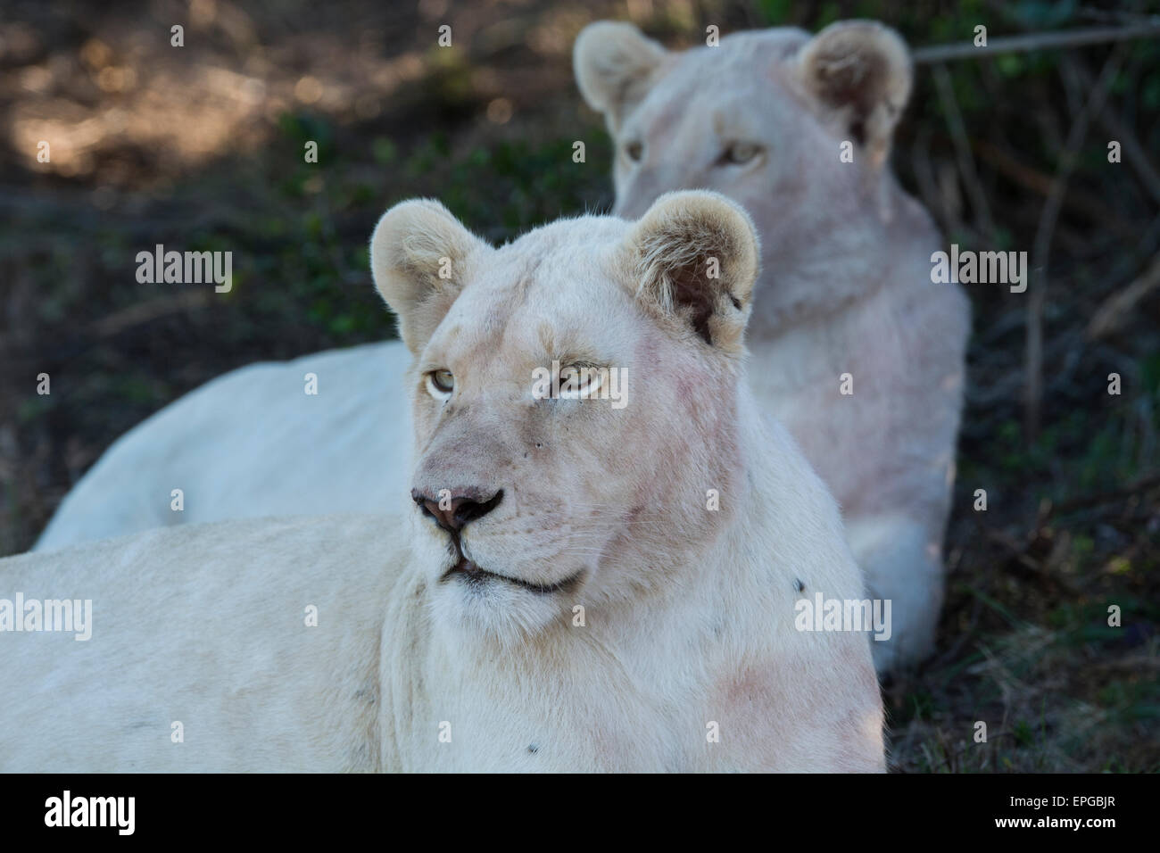 South Africa, Eastern Cape, East London. Inkwenkwezi Game Reserve. White lioness  (WILD: Panthera leo) Stock Photo