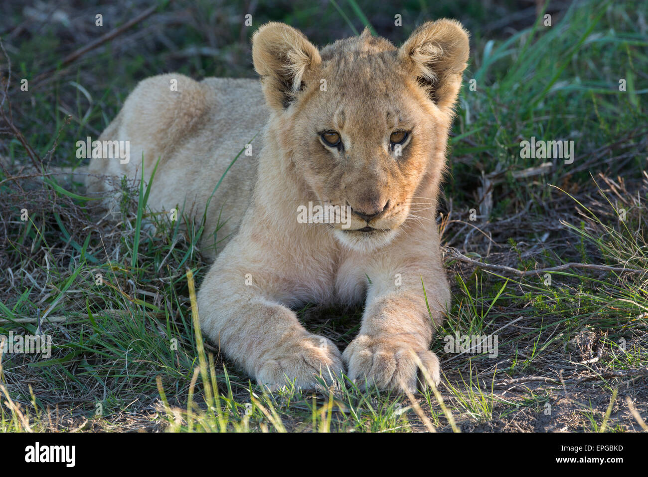 South Africa, Eastern Cape, East London. Inkwenkwezi Game Reserve. Lion cub (WILD: Panthera leo) Stock Photo