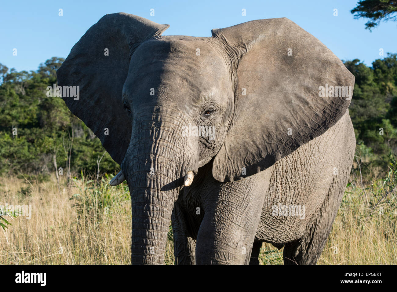 South Africa, Eastern Cape, East London. Inkwenkwezi Game Reserve. African elephant (Wild: Loxodonta africana) Stock Photo