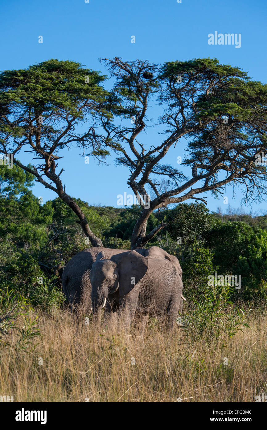 South Africa, Eastern Cape, East London. Inkwenkwezi Game Reserve. African elephant (Wild: Loxodonta africana) Two elephants. Stock Photo