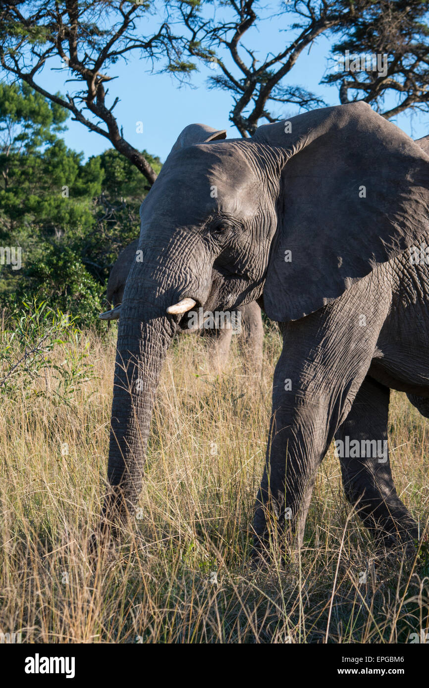 South Africa, Eastern Cape, East London. Inkwenkwezi Game Reserve. African elephant (Wild: Loxodonta africana) Stock Photo