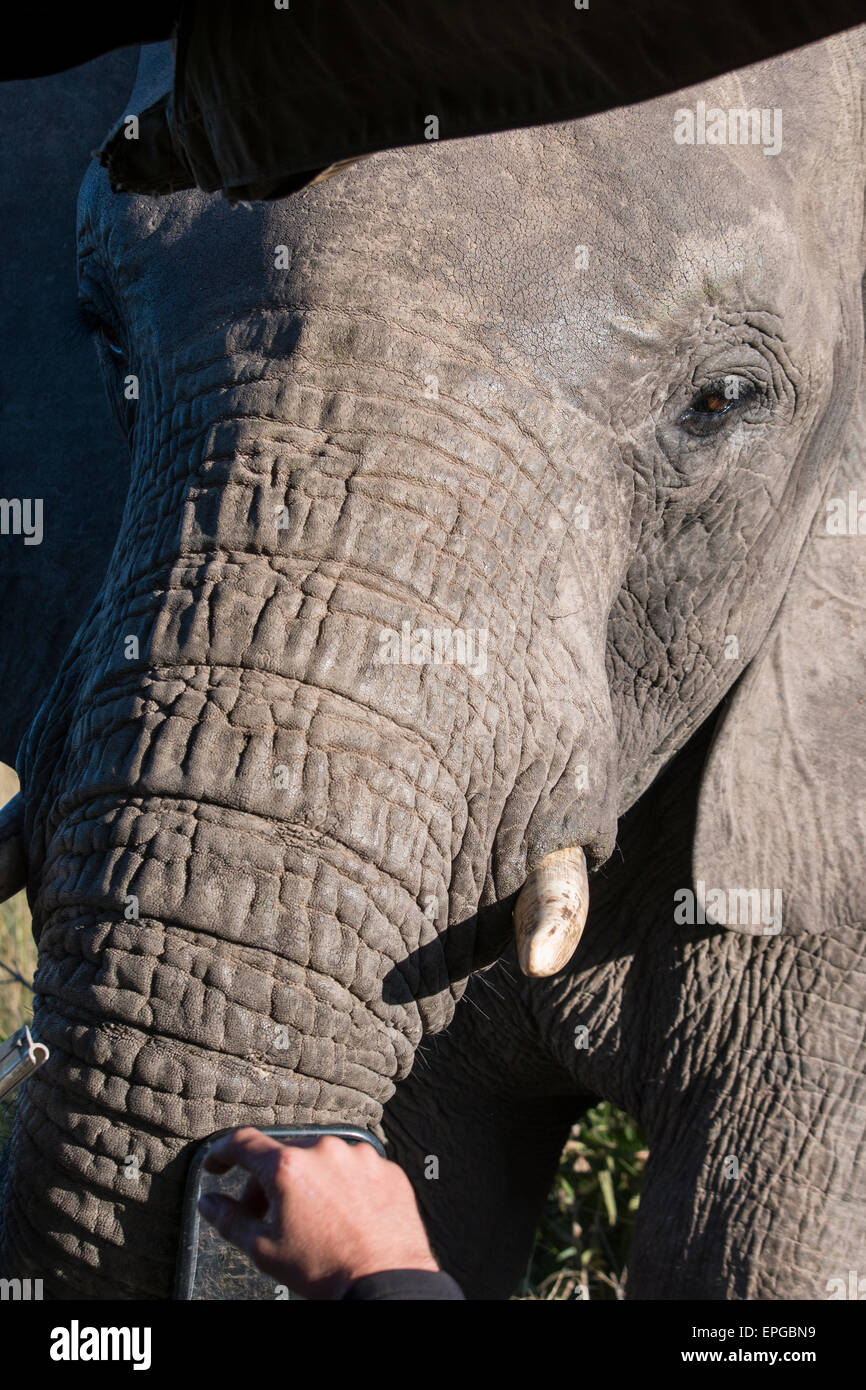 South Africa, Eastern Cape, East London. Inkwenkwezi Game Reserve. African elephant (Wild: Loxodonta africana) Elephant face. Stock Photo