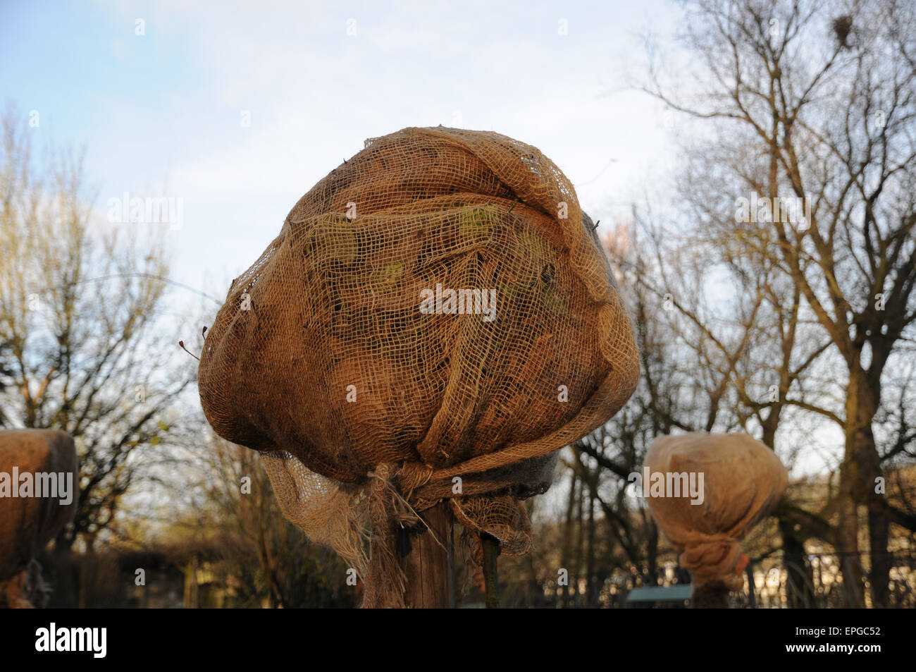 Rose with frost protect Stock Photo Alamy