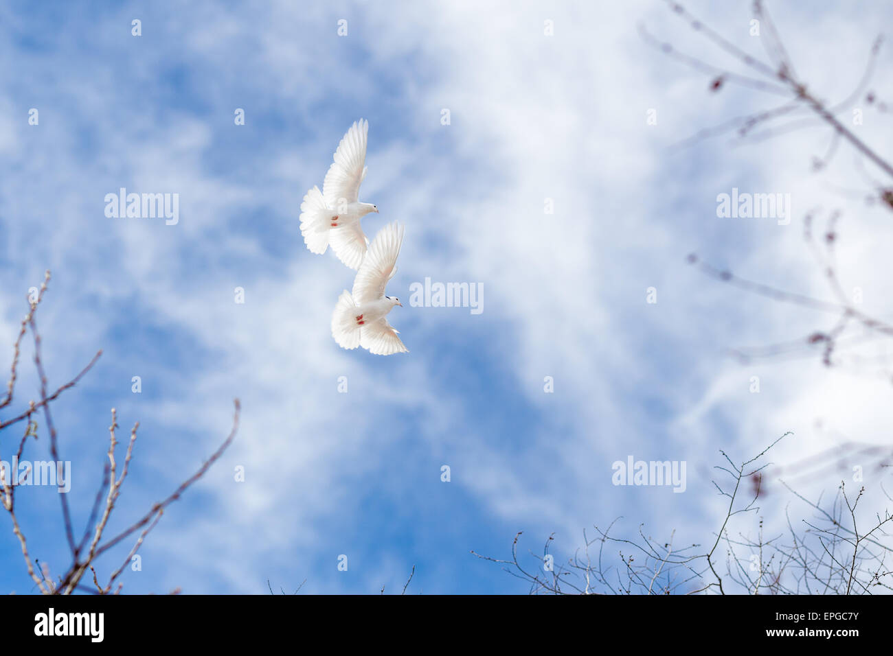 couple of white doves on blue sky Stock Photo Alamy