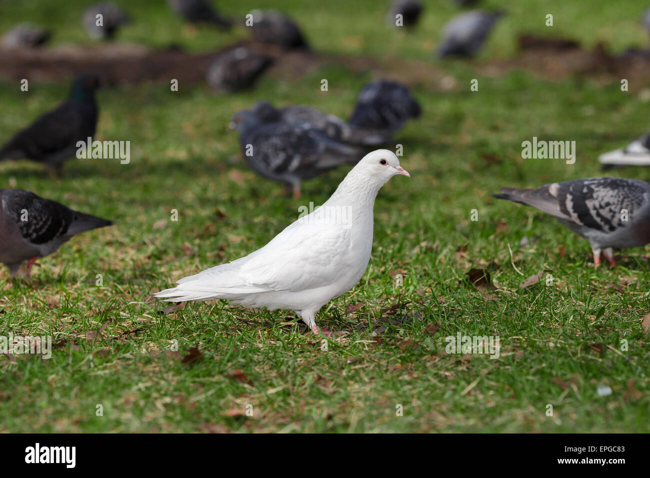 White Pigeon on grass Stock Photo Alamy