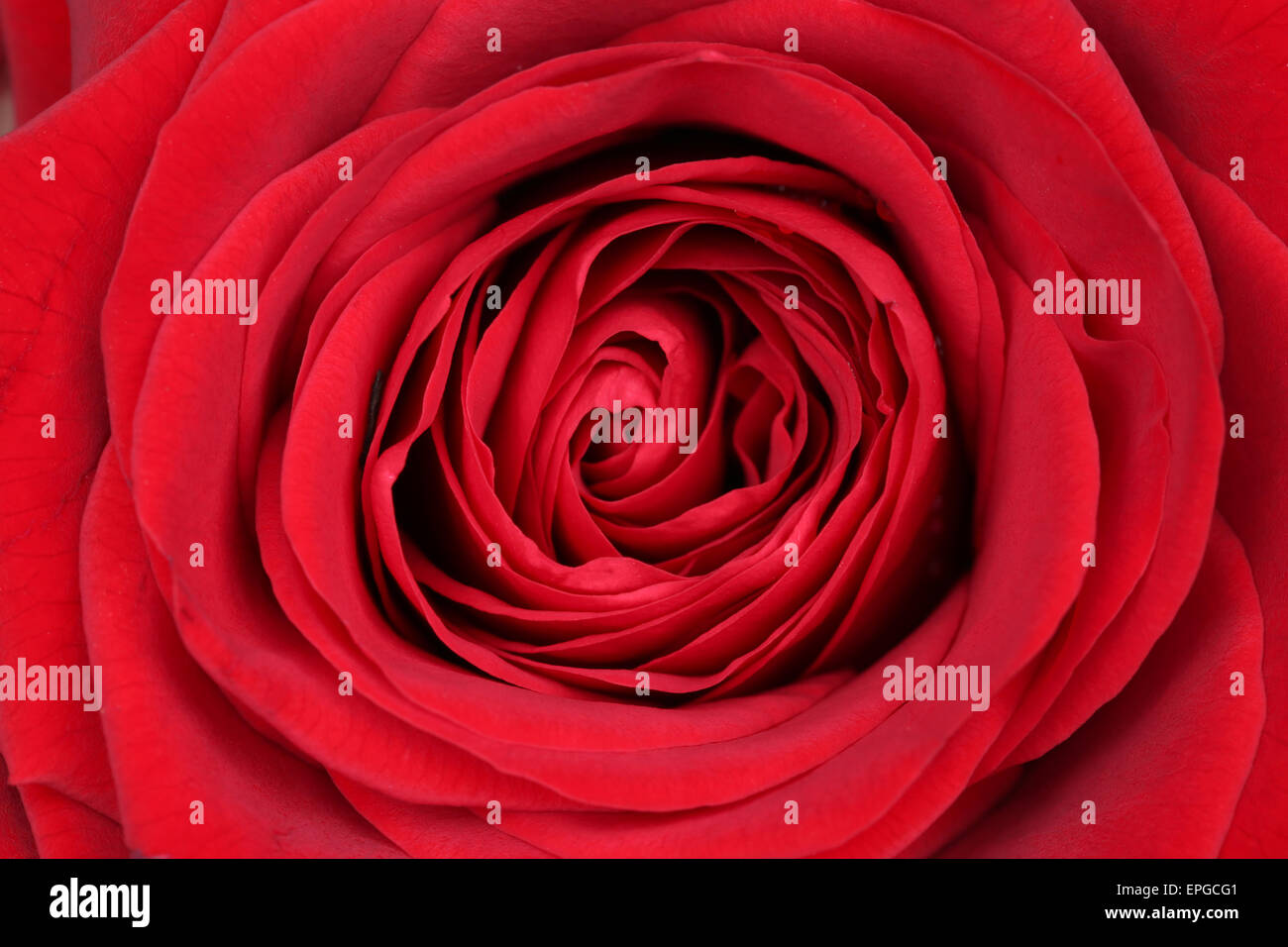 Nahaufnahme Blüte rote Rose zum Valentinstag Stock Photo