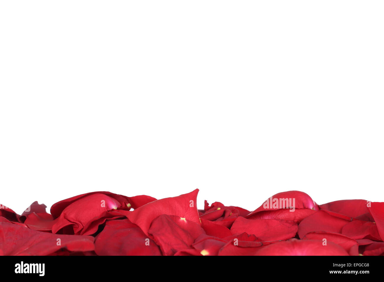 Untergrund aus Blüten von rote Rosen zum Valentinstag oder Muttertag mit Textfreiraum Stock Photo