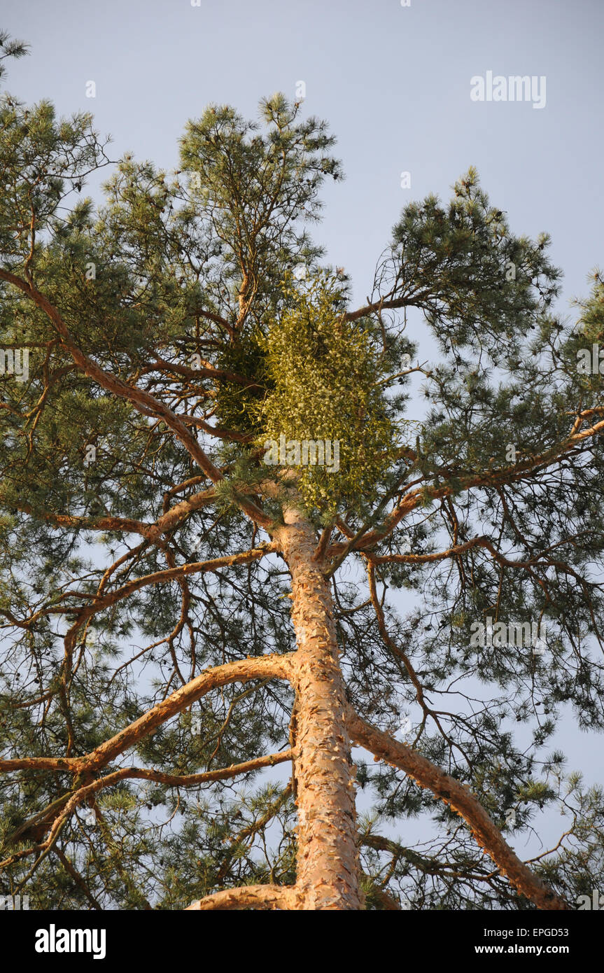 Scots pine with mistletoe Stock Photo