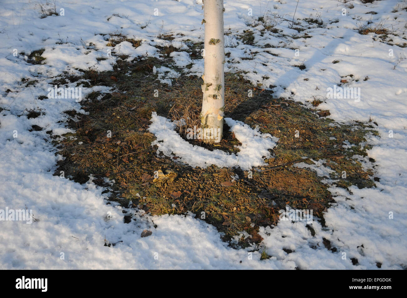 White chinese birch hi-res stock photography and images - Alamy