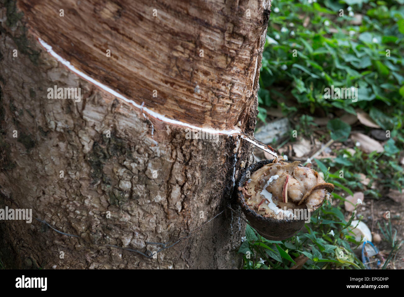 Rubber tree plantation hires stock photography and images Alamy