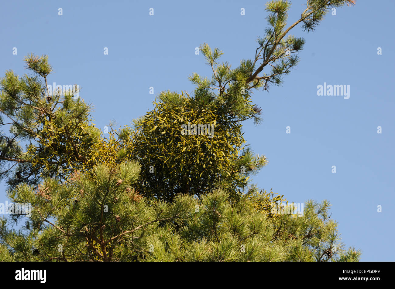 Scots pine with mistletoes Stock Photo